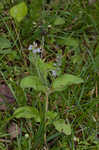 Common gypsyweed